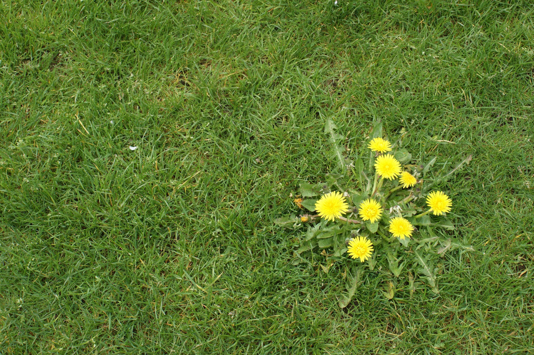 lawn weeds in grass