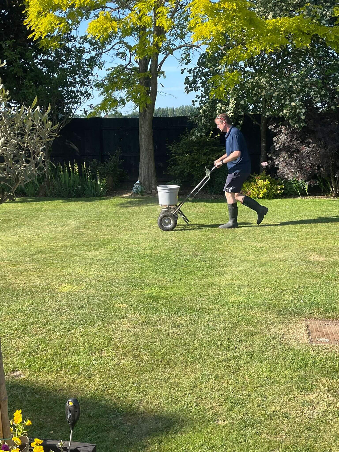 Bucket spreader applying granular lawn fertiliser across a green lawn