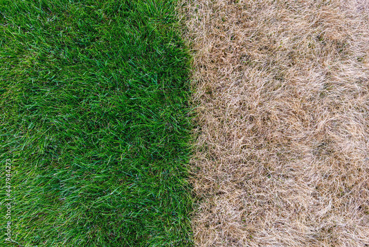 side by side comparison of healthy grass and dry yellow grass