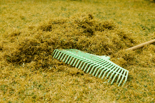 Raked pile of moss on lawn with rake tool