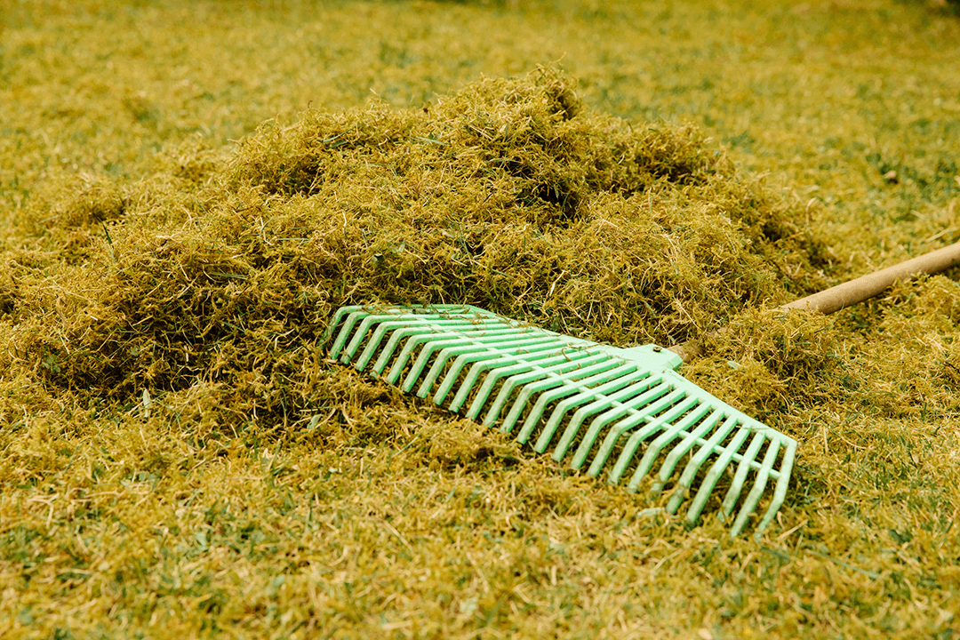 Raked pile of moss on lawn with rake tool