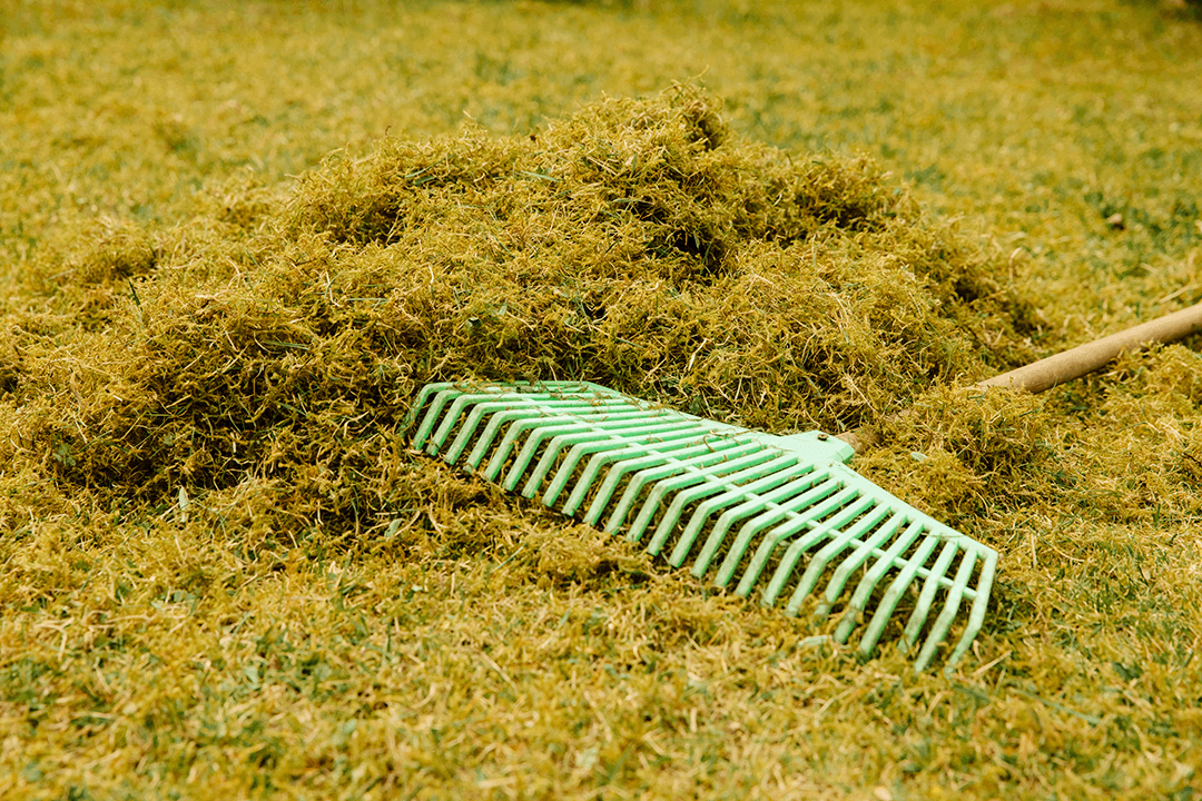 Raked pile of dead moss removed from a UK lawn