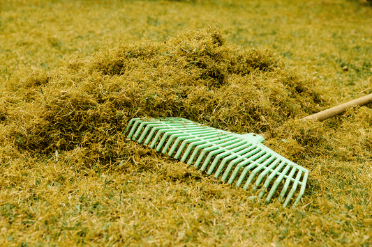 Raked pile of dead moss removed from a UK lawn