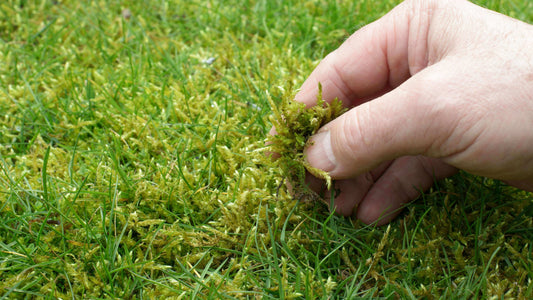 Hand pinching a little moss from a lawn.
