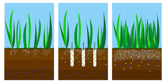 illustration of root structure in grass.