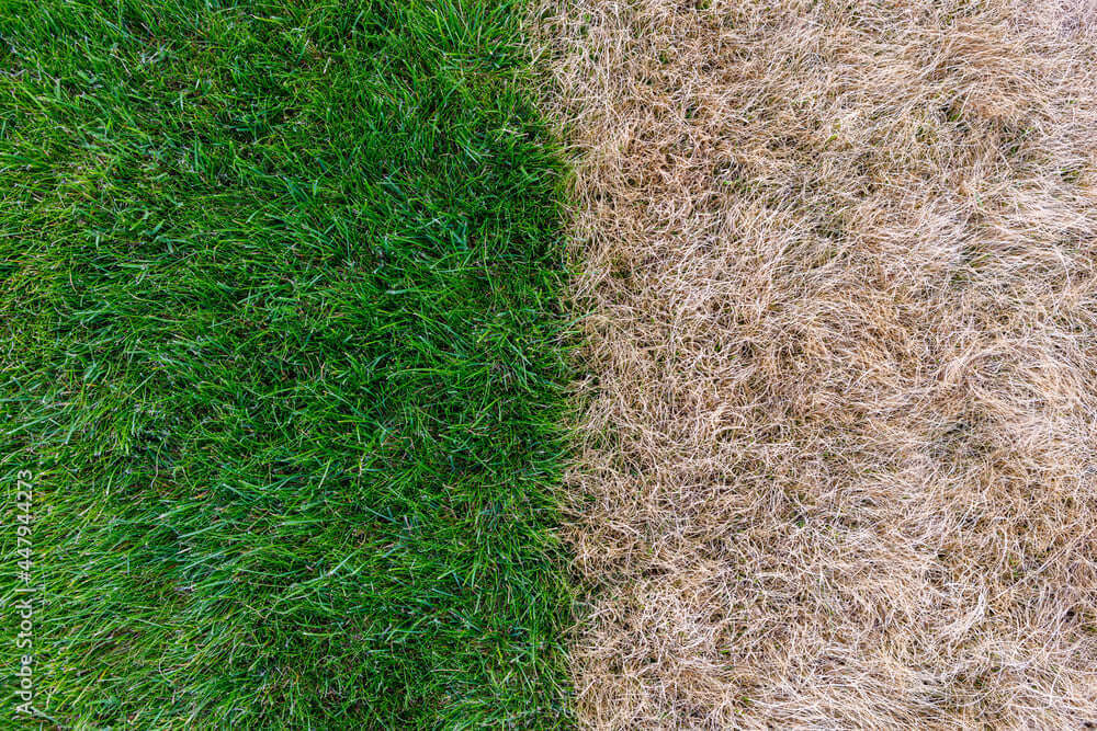 Well-watered green lawn next to drought-stressed grass, showing why summer feed needs water