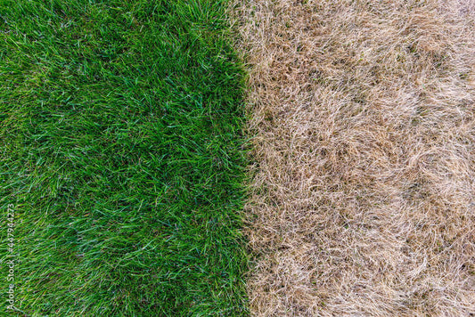 Well-watered green lawn next to drought-stressed grass, showing why summer feed needs water