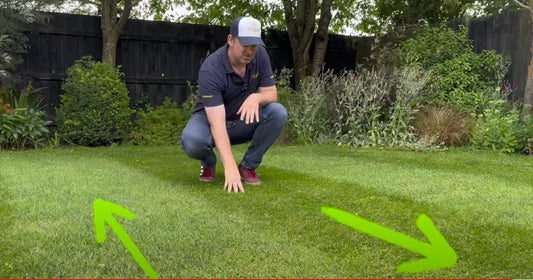 Striped lawn with crisp light and dark mowing stripes