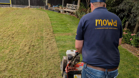 Scarifier removing thatch and moss from a lawn