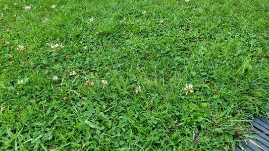 Unfed lawn thinning and turning patchy with weeds and moss taking over