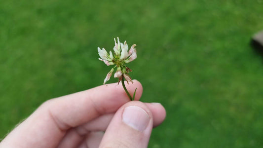 a hand pinching a white clover flower with the clover lawn in the background