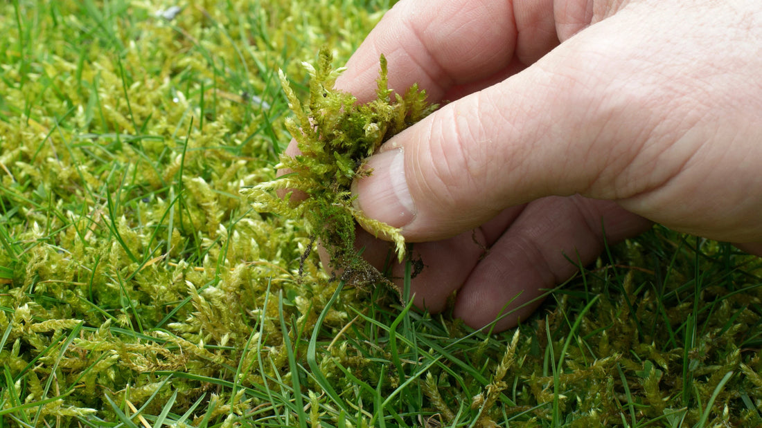 The Benefits of Using Iron Sulphate.