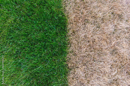 Well watered green grass vs dried out drought grass