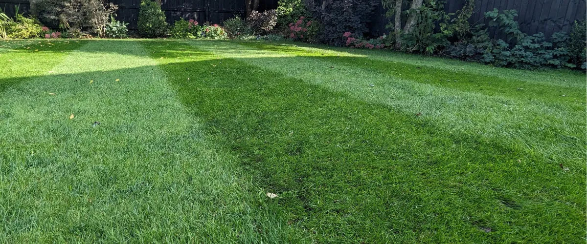 Lush green striped lawn fed with Mowd Equinox Spring Lawn Fertiliser