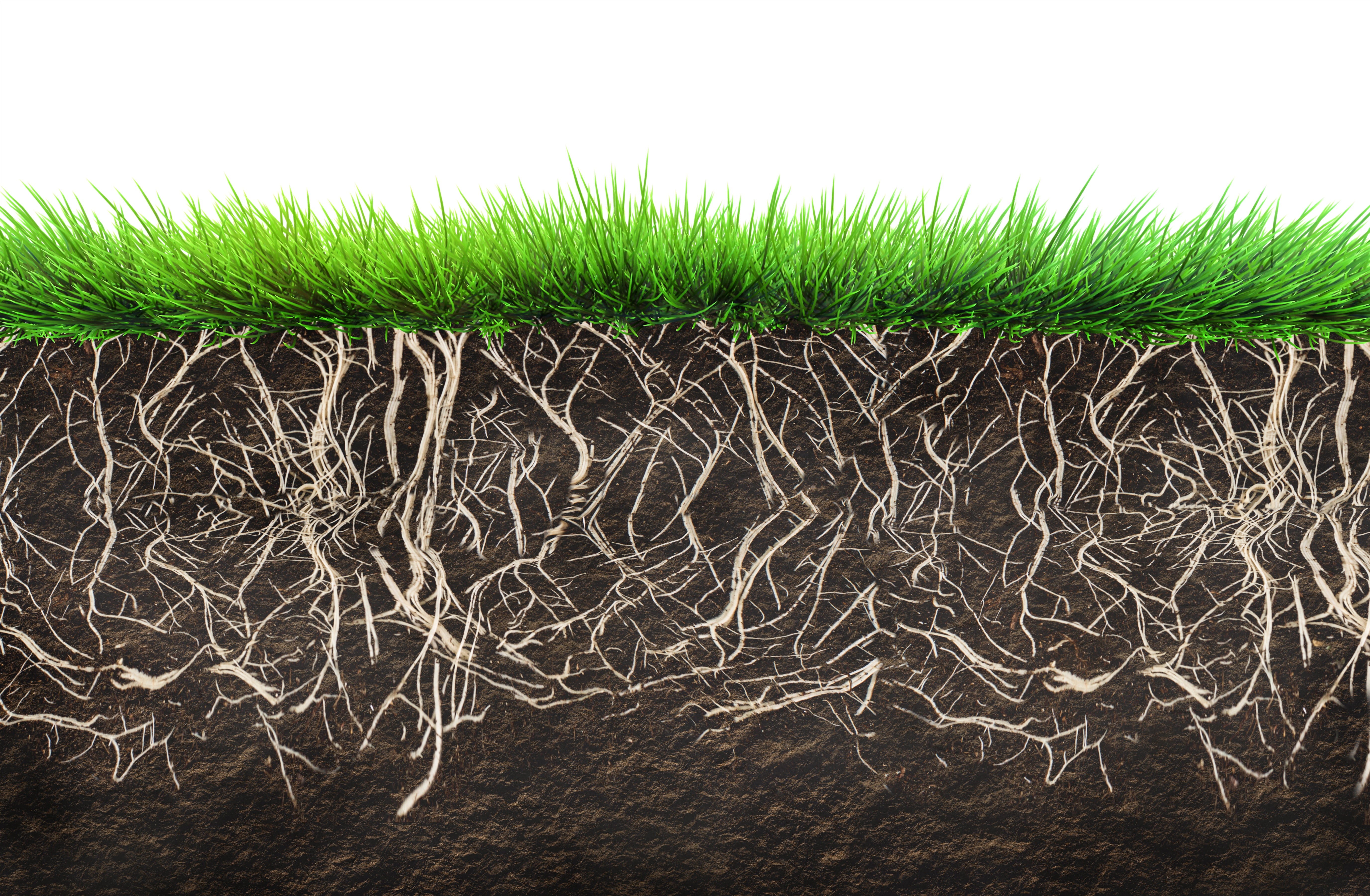 Roots & Shoots Pre-Seed Fertiliser 6-9-6