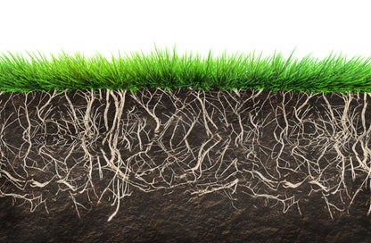 Roots & Shoots Pre-Seed Fertiliser 6-9-6
