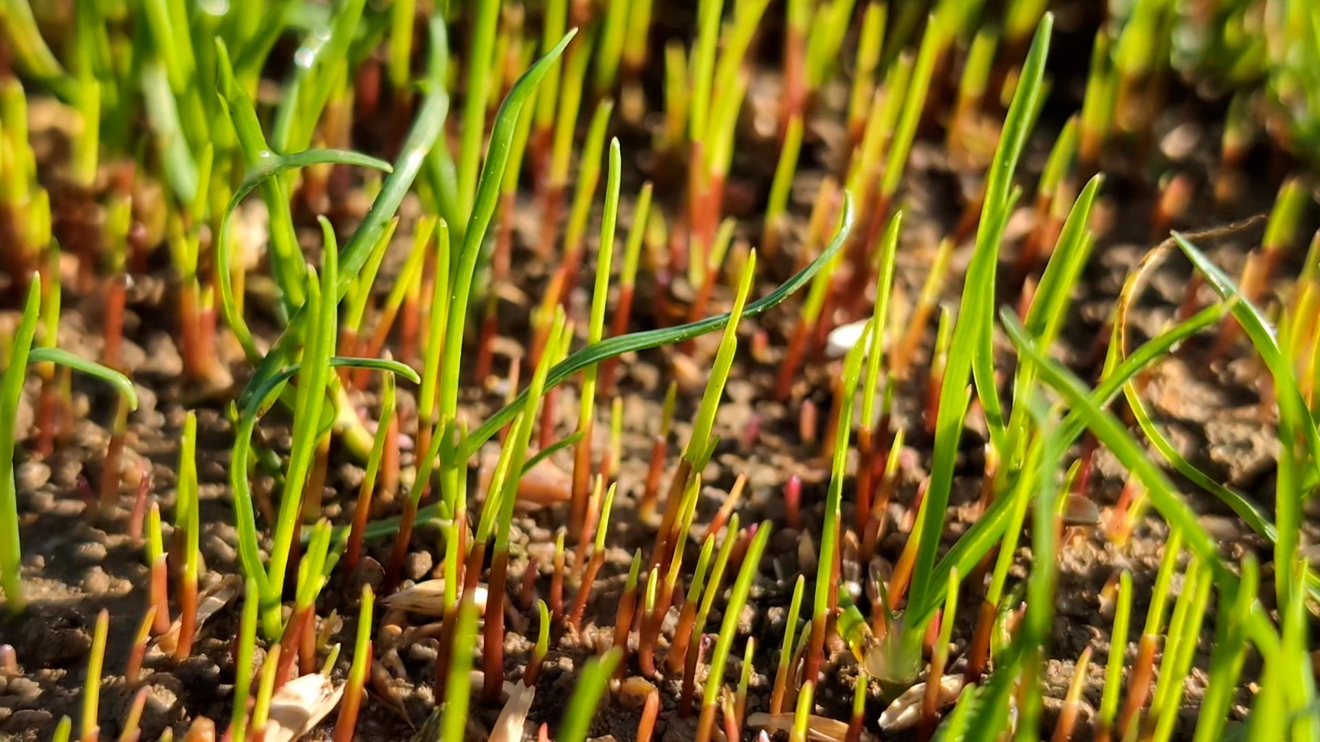 Roots & Shoots Pre-Seed Fertiliser 6-9-6