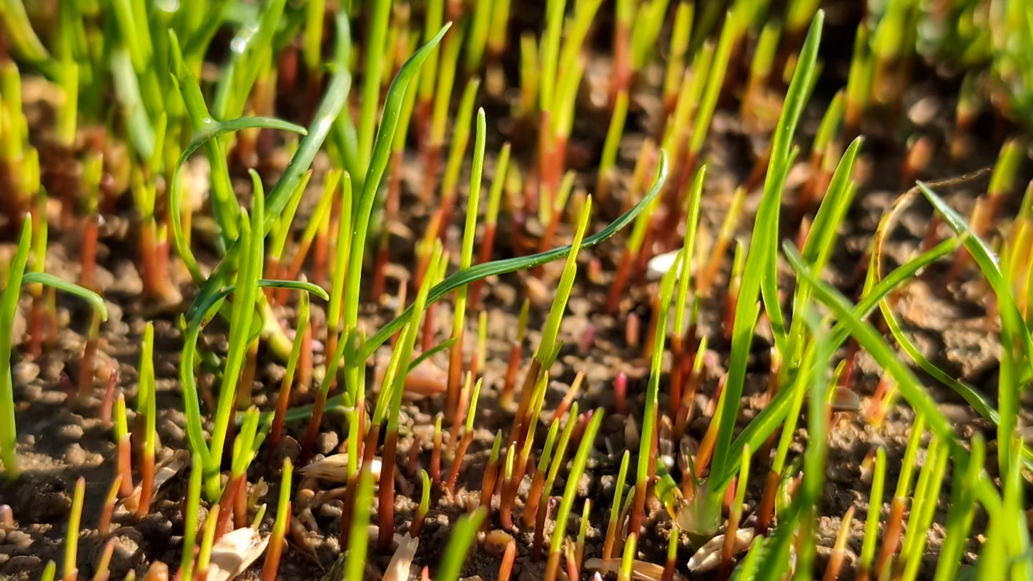 Roots & Shoots Pre-Seed Fertiliser 6-9-6